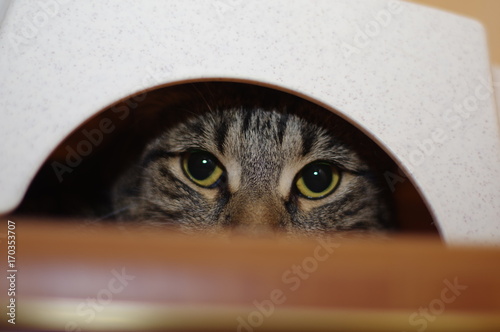 Grey cat plays hide and seek