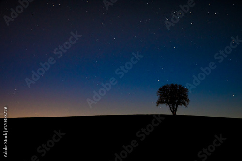Einsamer Baum im Sternenhimmel
