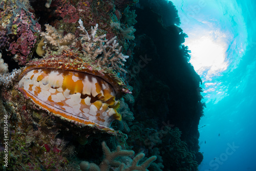 Colorful clam