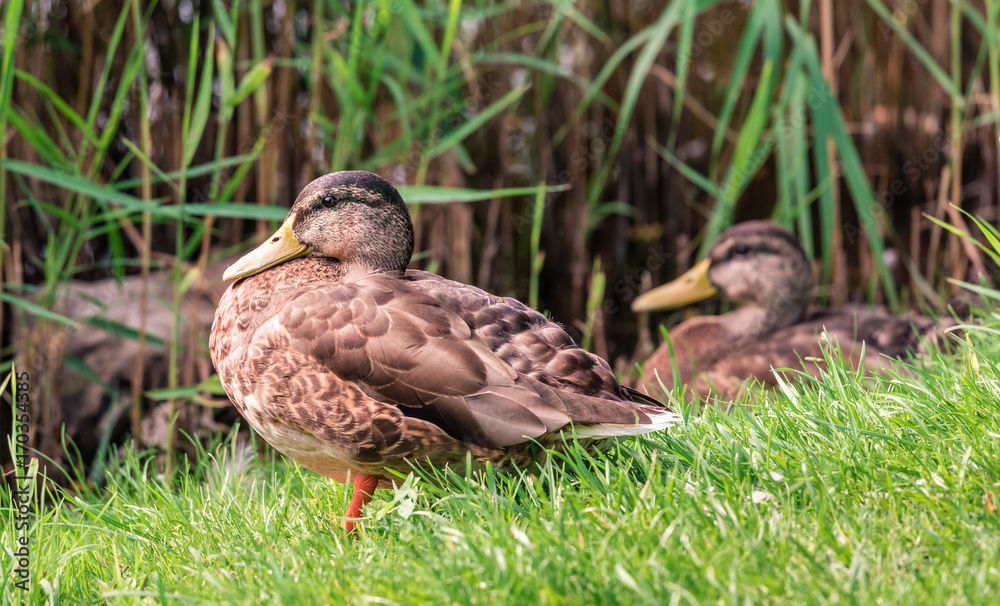 Stockente am Ufer Stockente am Ufer