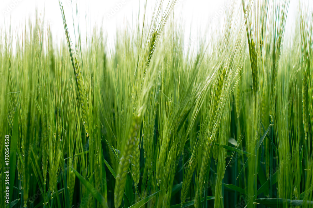 Grünes Getreide Gras