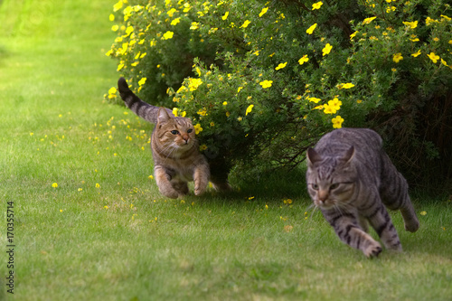 Photography Cats playing and chasing each other on grass
