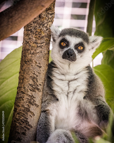 Madagascar lemur  bright orange eyes  intense serious stare  green foliage jungle behind seated animal