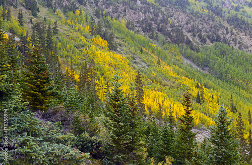 Fall foliage with Aspen trees in fall colors in the Rocky Mountains  USA