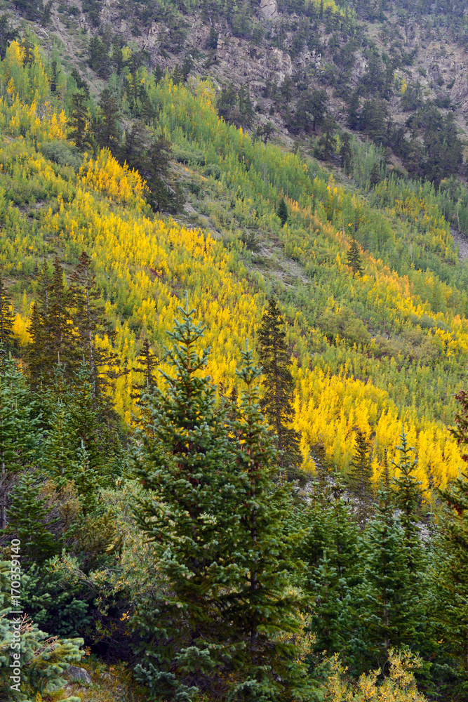 Fall foliage with Aspen trees in fall colors in the Rocky Mountains, USA
