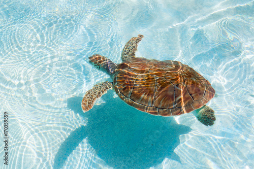 Green sea turtle. Close-up