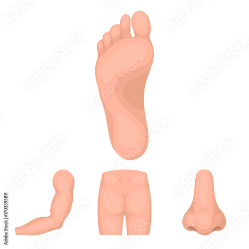 Buttocks, nose, arm, foot. Part of the body set collection icons in cartoon style vector symbol stock illustration web.