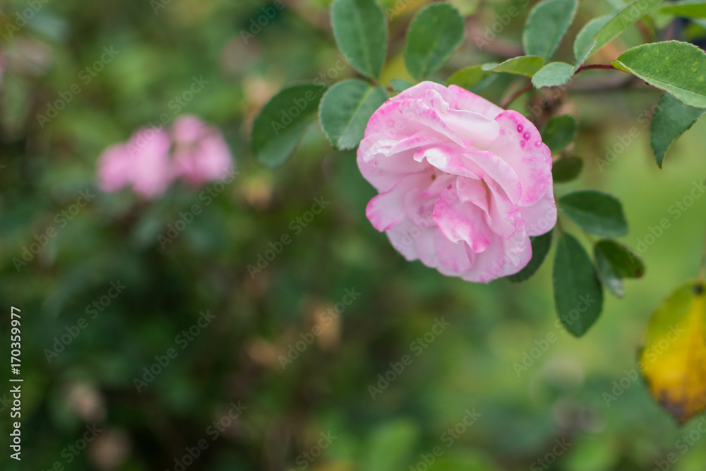 Rosa Rosa