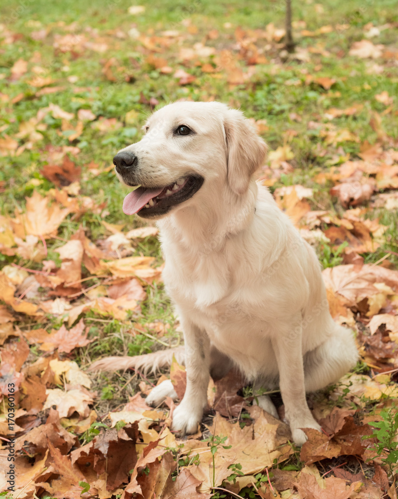 Golden retriever pet outdoors in autumn time Golden retriever pet outdoors in autumn time