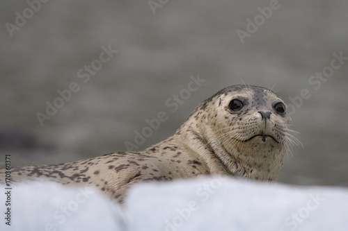 Harobor Seal Closeup on Iceberg