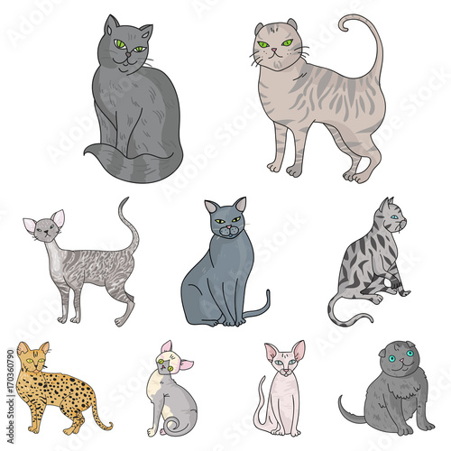 Collection of cats in one picture. Different cats in one picture. Cat breeds icon in set collection on cartoon style vector symbol stock illustration.