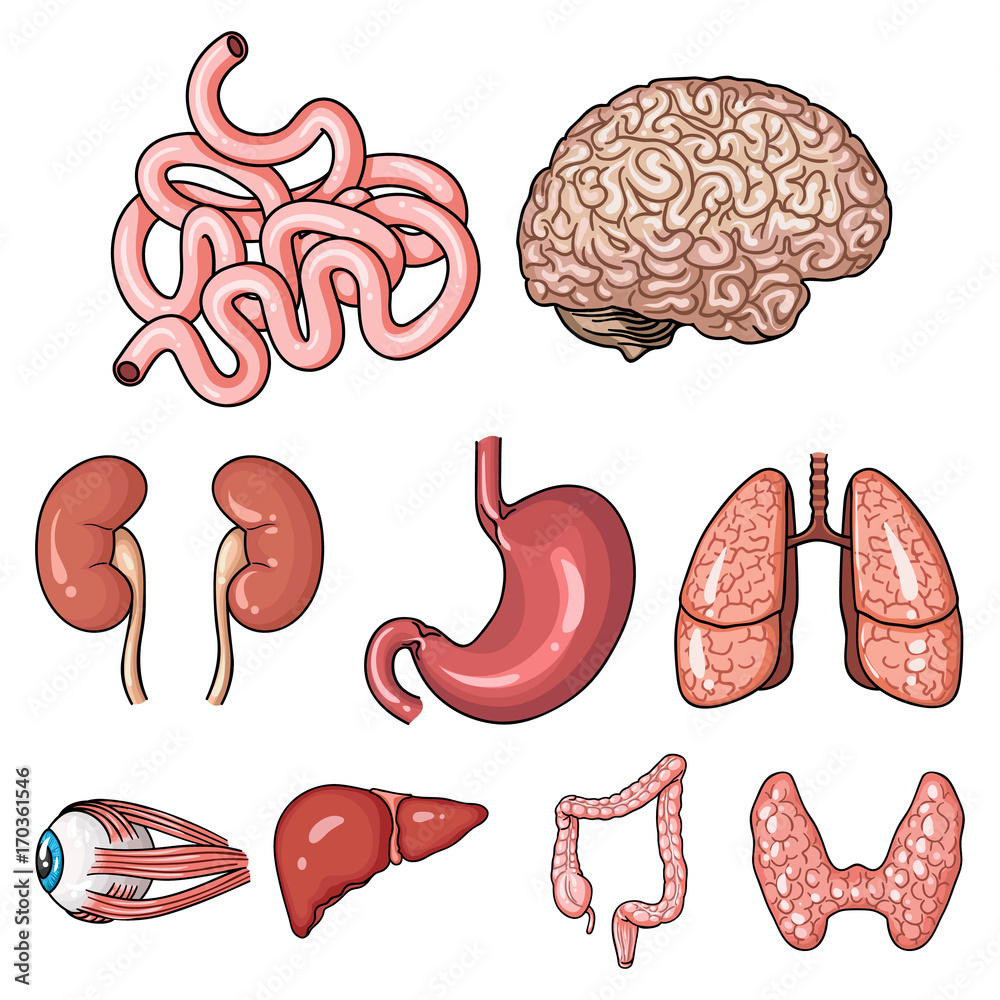 Human organs set icons in cartoon style. Big collection of human organs ...