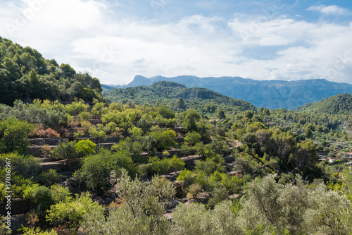 Olive tree terraces medicean oil trees photo