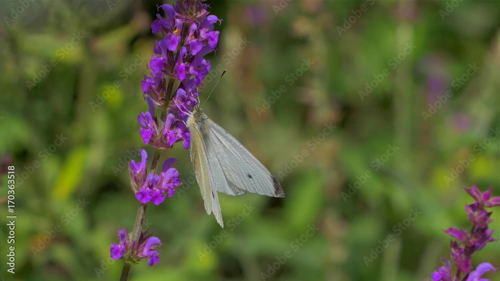 Colorful butterfly and bees flying on purple lavender flower the butterfly fly to a lavender Colorful butterfly and bees flying on purple lavender flower the butterfly fly to a lavender
