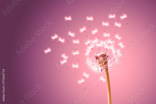Fototapeta Naklejka Na Ścianę i Meble -  Schöne Pusteblume