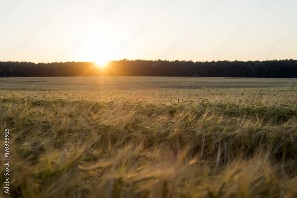 Rye grain harvest on rye field.
