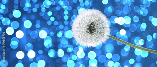 Fototapeta Naklejka Na Ścianę i Meble -  Schöne Pusteblume
