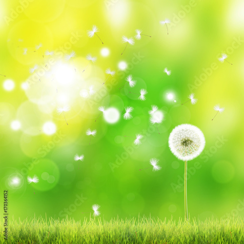 Fototapeta Naklejka Na Ścianę i Meble -  Schöne Pusteblume