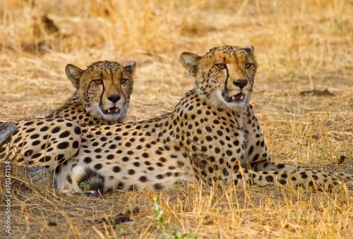 Close up of Two Cheetahs resting on the African Plains in Hwange  Zimbabwe
