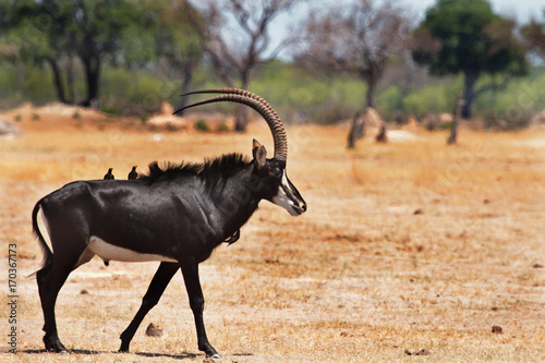 Large Sable Antelope with oxpeckers on his back standing on the open African plains