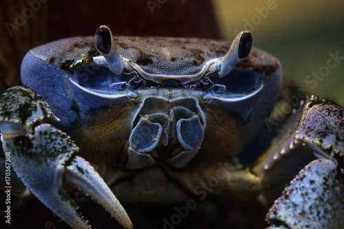 blue crab in the sea