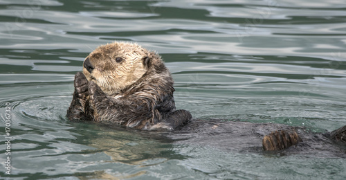 Sea Otter Applause © Betty Sederquist