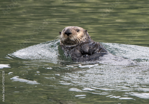 Sea Otter Closeup