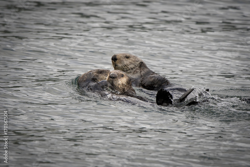 Sea Otter Mom and Baby, Alaska