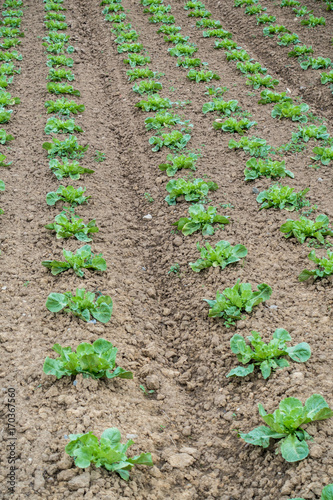 Salat anbauen