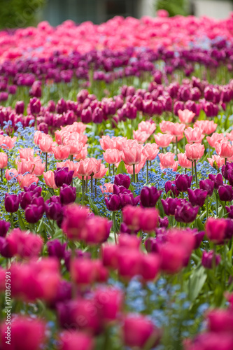 a profusion of spring tulips