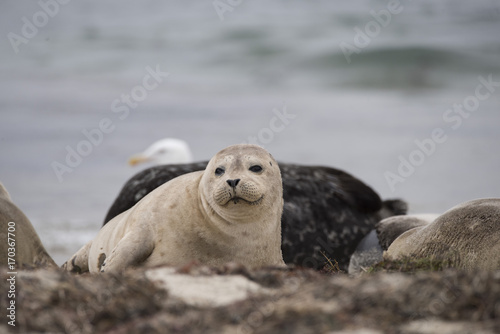 Seal 6 La Jolla, Ca