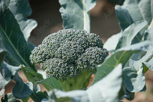 Broccoli PLant