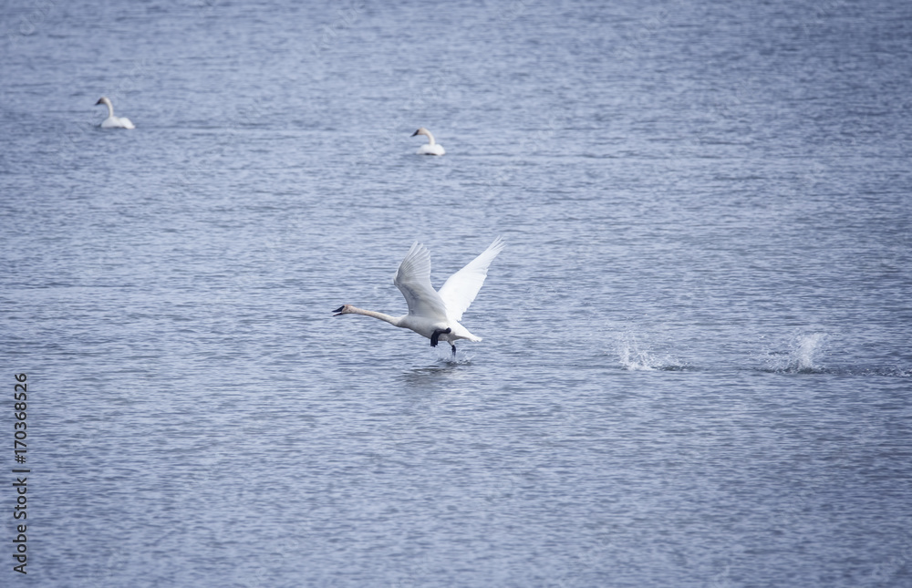 Trumpeter Swan Taking Off