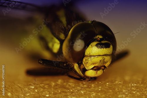 Dragonfly