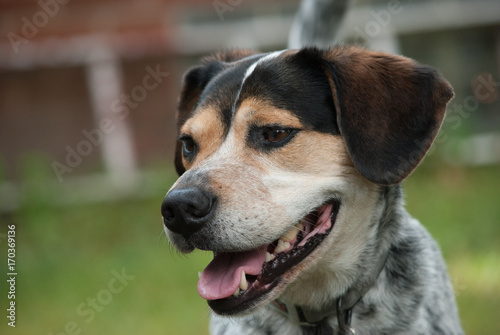 Beagle Blue tic hound