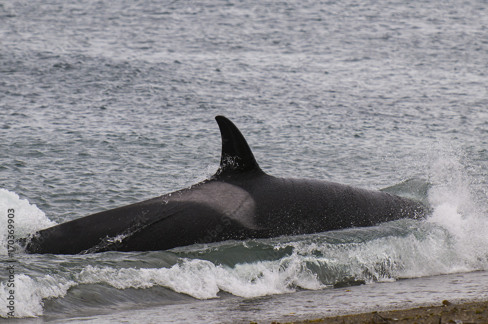 Fototapeta premium Orca Patagonia , Argentina