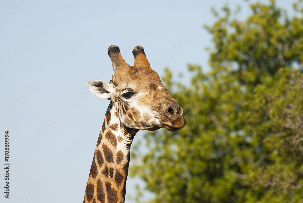 Obraz premium Giraffe South Africa