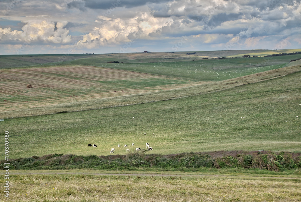 Fototapeta premium Cows grazing in the meadow near Seaford in the U.K.
