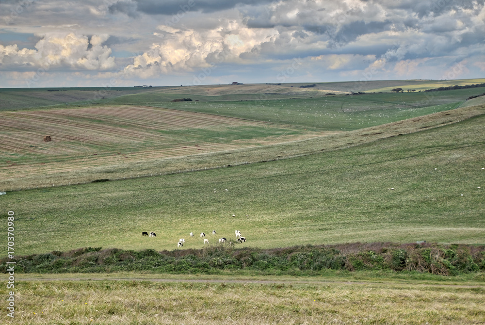 Cows grazing in the meadow near Seaford in the U.K.