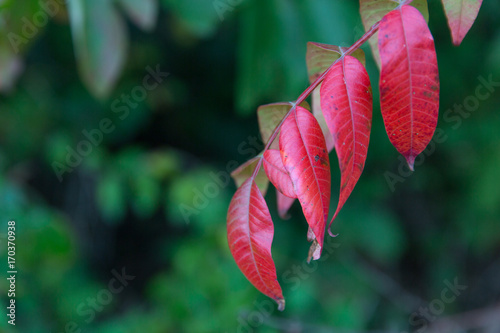 Changing red leaves