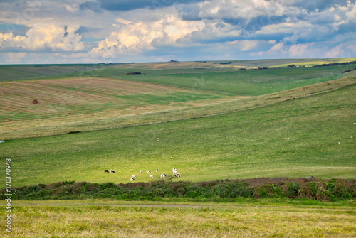 Cows grazing in the meadow near Seaford in the U.K.