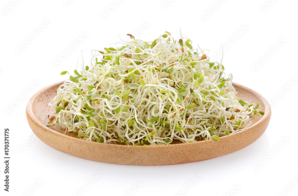 Alfalfa Sprout in wood plate on white background Alfalfa Sprout in wood plate on white background