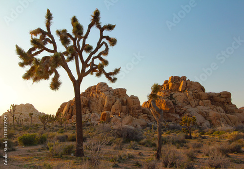 Joshua trees as sunset, Joshua Tree National Park, USA 
