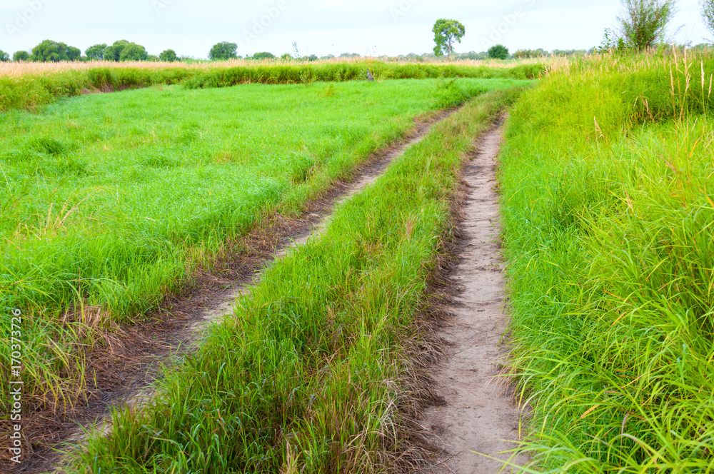 Summer landscape: a rural road among the fields Summer landscape: a rural road among the fields