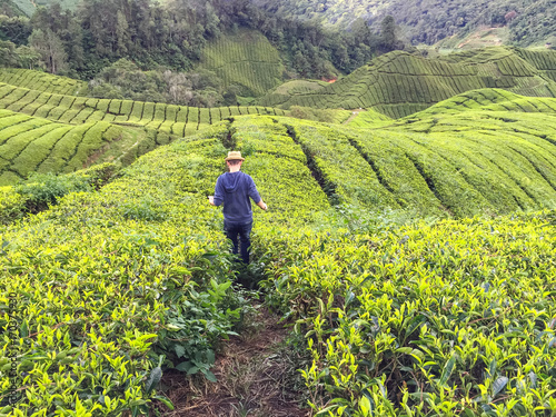 Malaysia, Pahang, Mann rennt durch Teefelder