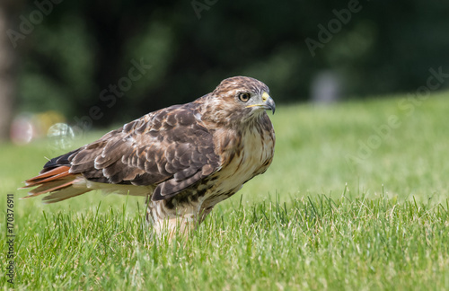 Red Tailed Hawk © Harry Collins