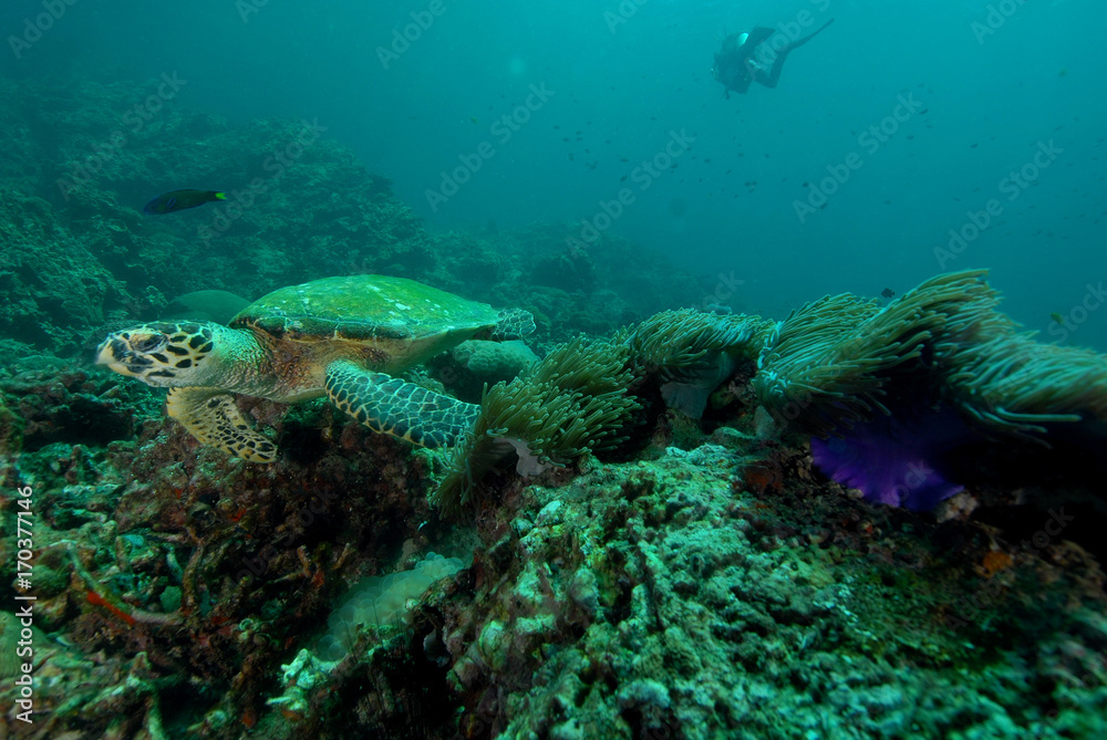 Naklejka premium Turtle found in coral reef area at Redang island, Malaysia