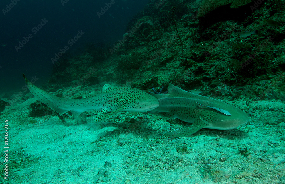 Fototapeta premium shark found in coral reef area at Redang island, Malaysia