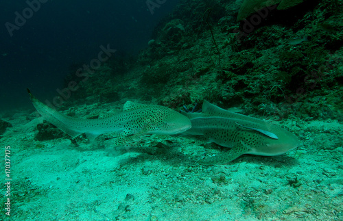 shark found in coral reef area at Redang island, Malaysia
