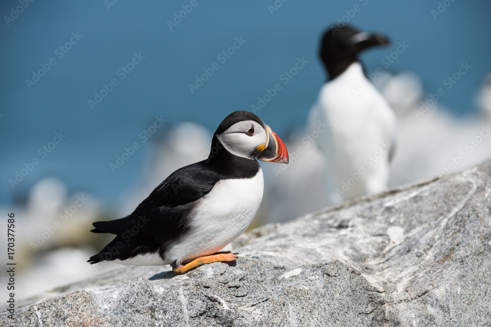 Fototapeta premium Atlantic Puffin